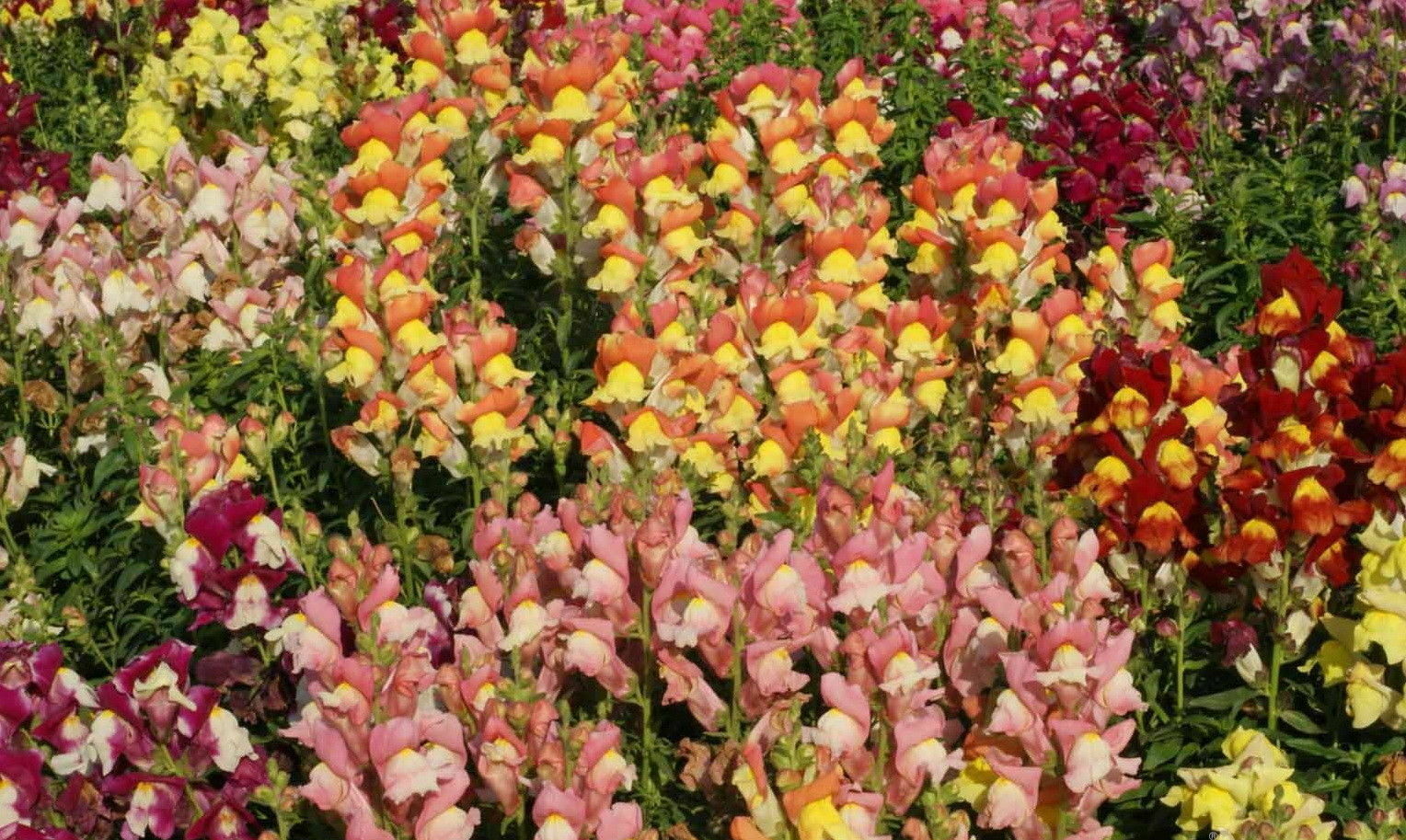Snapdragon Flower Seeds Giant Tetra Mix Antirrhinum Majus (1000 to 100,000)