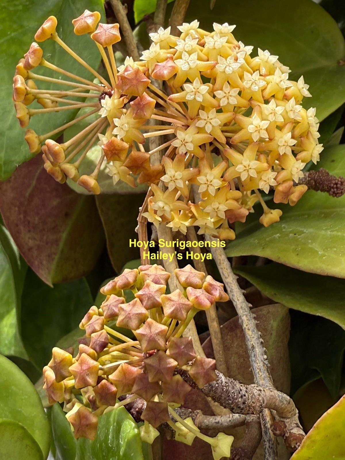 HOYA SURIGAOENSIS IN 4.5”POT / EXACT PLANT / WELL ROOTED / SHIP IN NURSERY POT