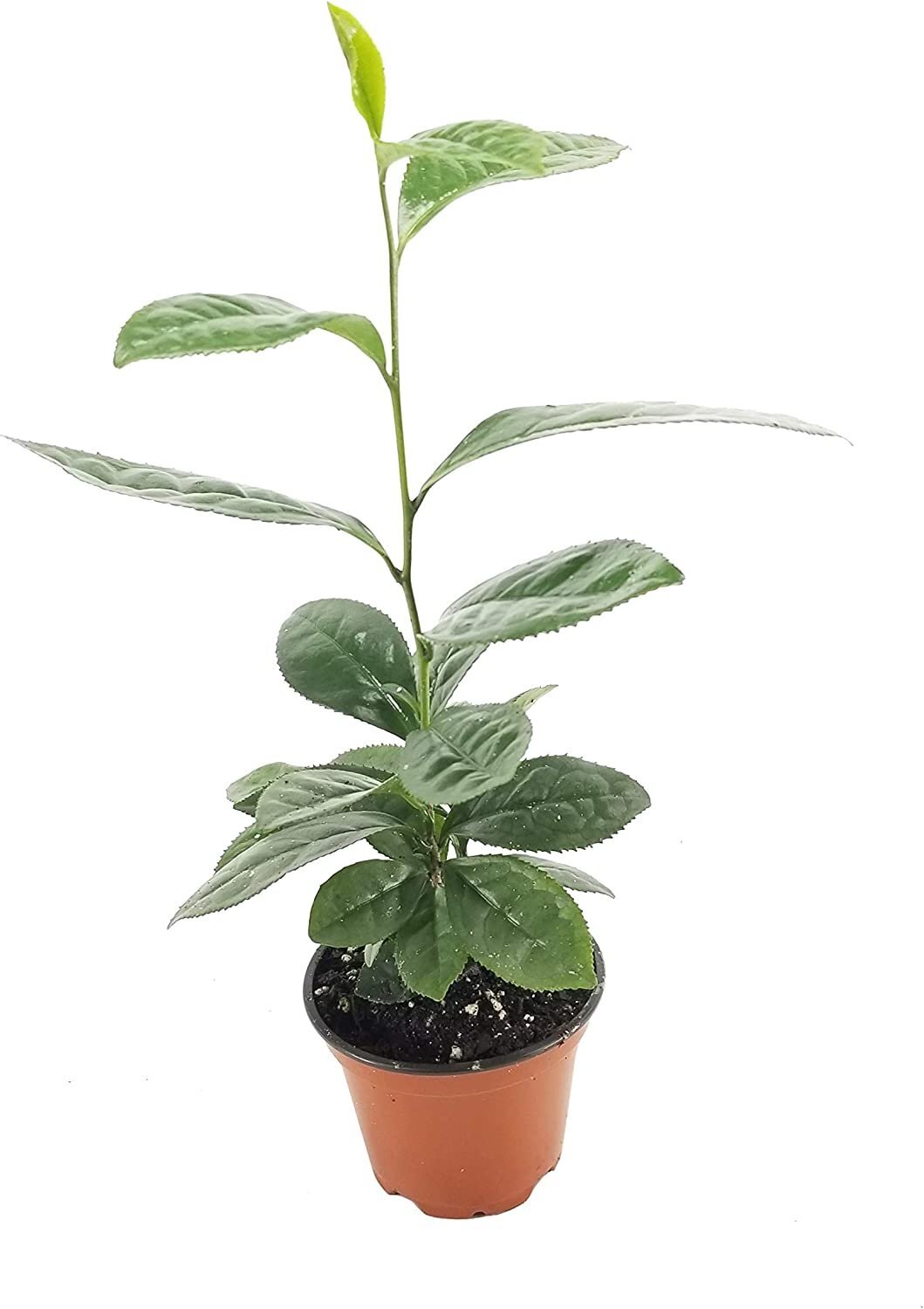 Camellia Sinensis – 4 Inch Container – Large & Beautiful Live Tea Plant -…