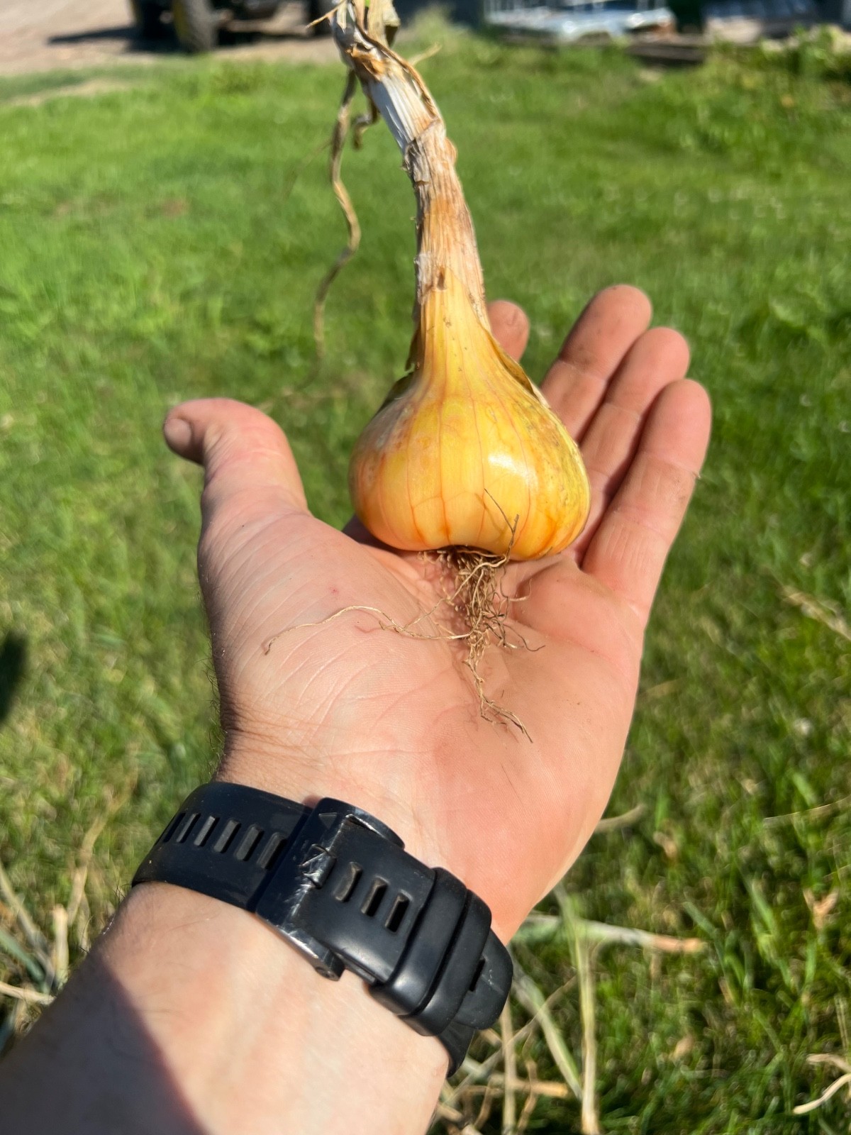 yellow potato onions multiplier