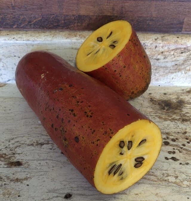 Sicana odorifera 5 Seeds cassabanana musk cucumber puttigel sikana