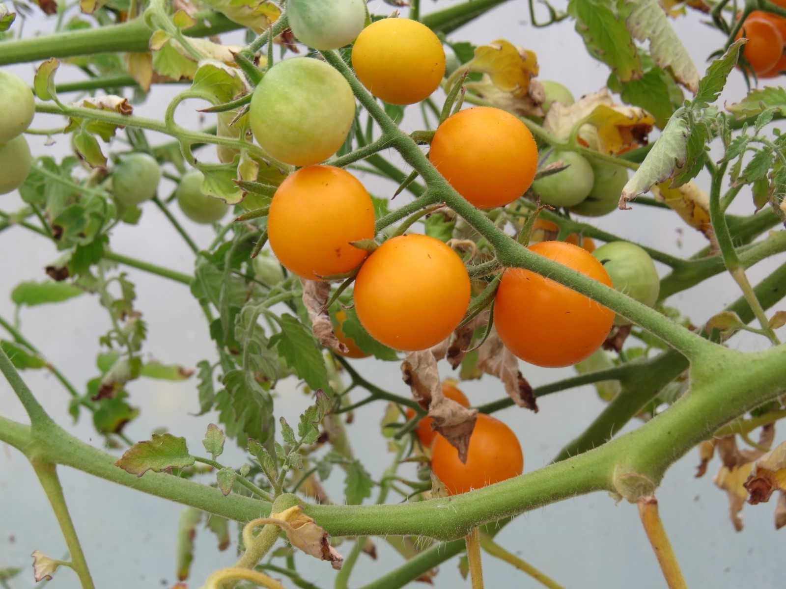 MPB#5 Tomato Seeds 25 Sunsugar Seeds Sun Sugar Tomato