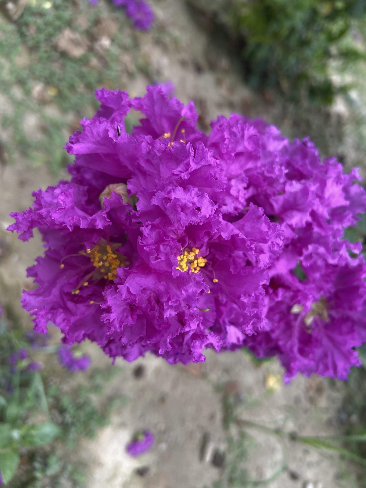 50 MIXED COLORS CREPE MYRTLE Lagerstroemia Indica Tree Shrub Flower Seeds