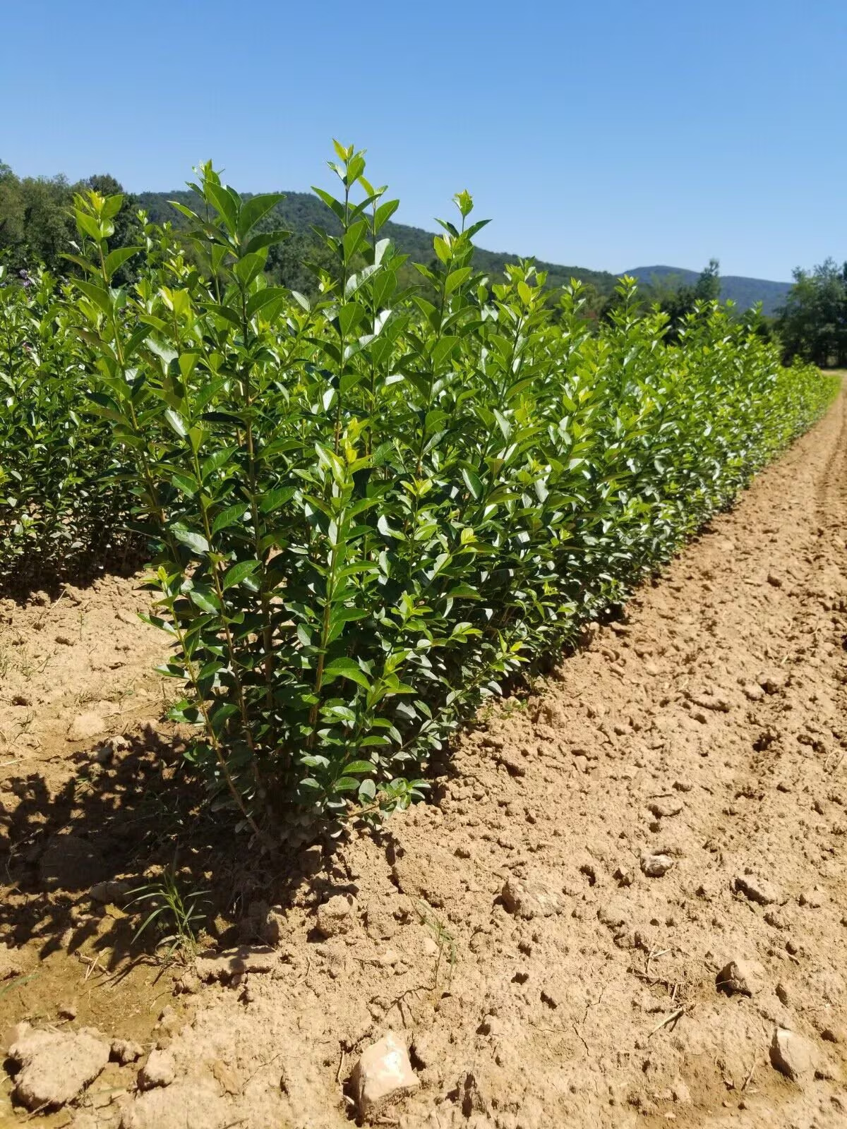 Hills Privet 3.5” in pot 10”-18” Height