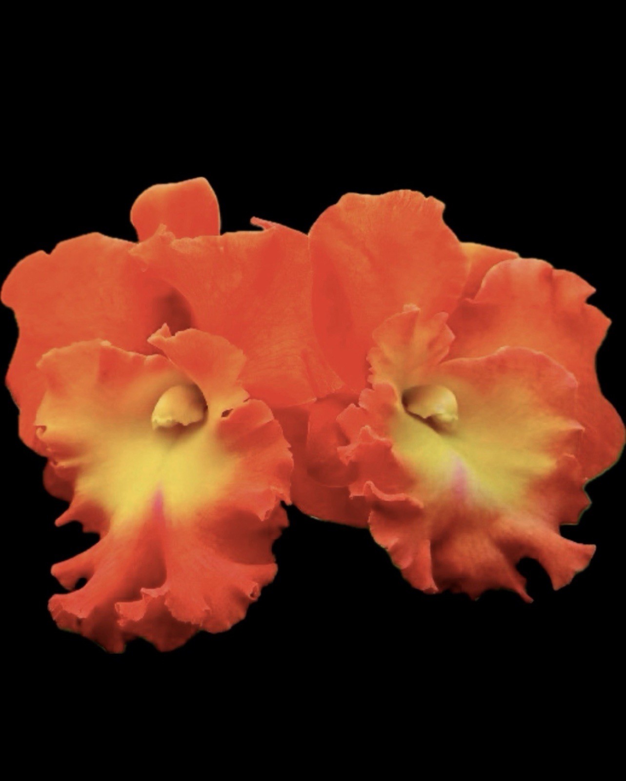 Cattleya Star of Siam X-LARGE Cattleya Orchid plant BS 5”