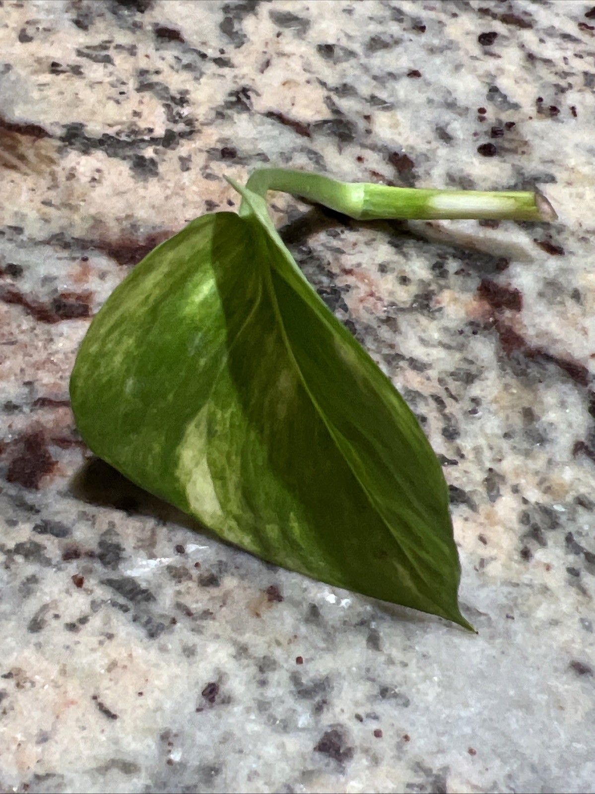 Neon Queen Pothos Epipremnum Aureum Live Plants 4 cuttings/nodes NO ROOTS