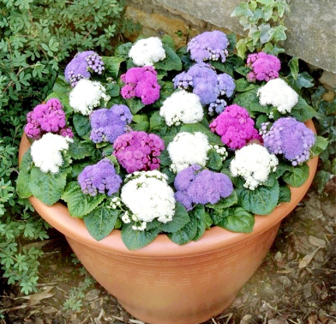 3200 Ageratum Seeds Flossflower Dwarf Blue Mink Houstonianum Blue Mistflower See