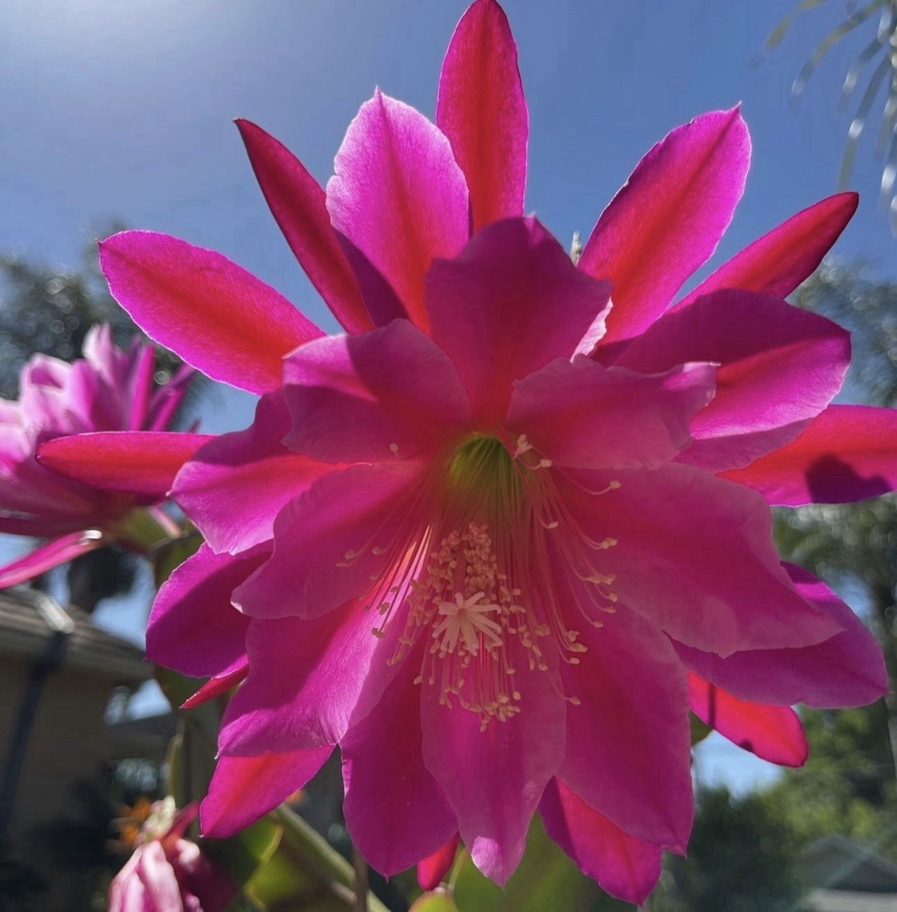 10 +2 Mystery Color NOID Epiphyllum Orchid Cactus Cuttings, 7-10in. Long