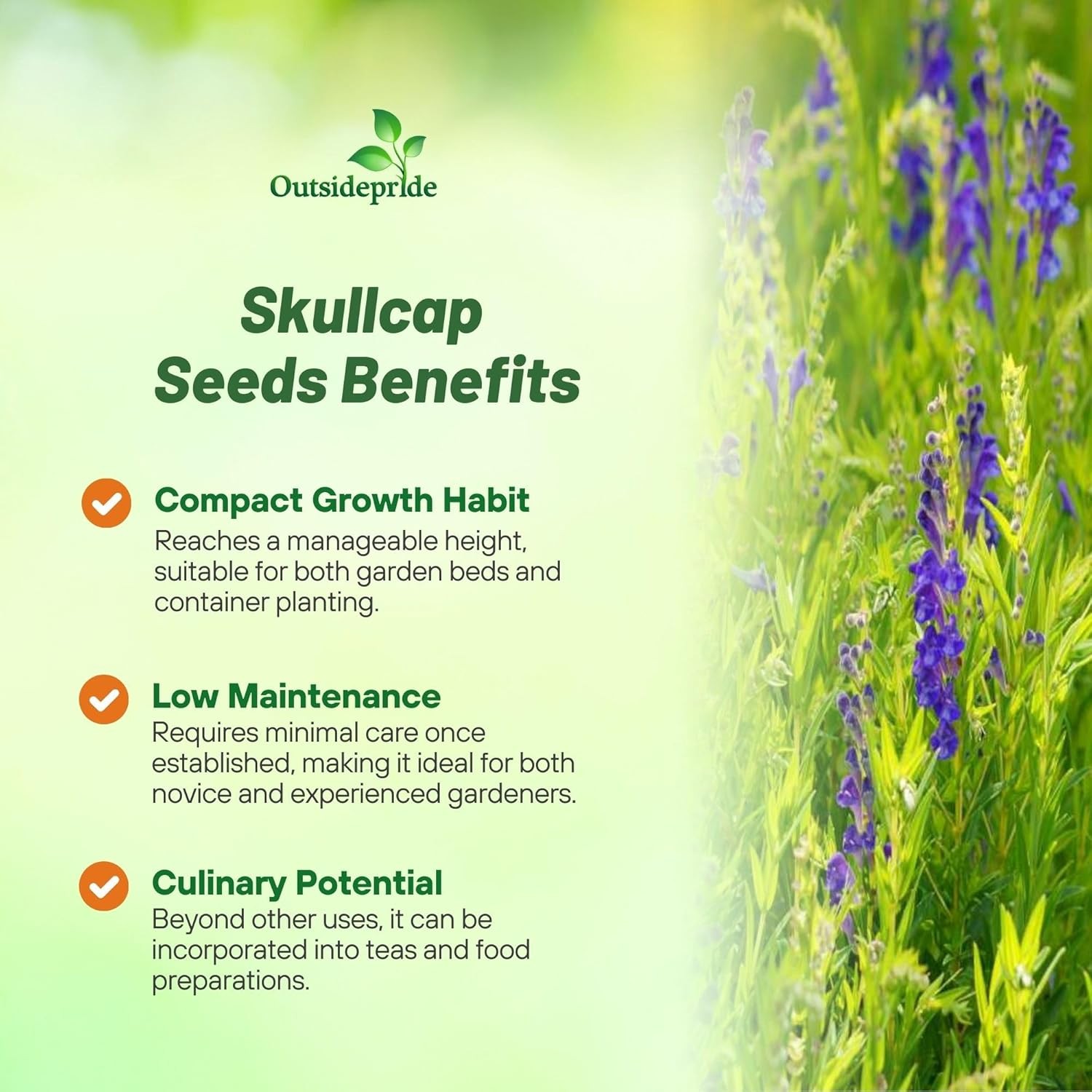 200 Seeds Skullcap Seeds – Baical Skullcap Herb Seed