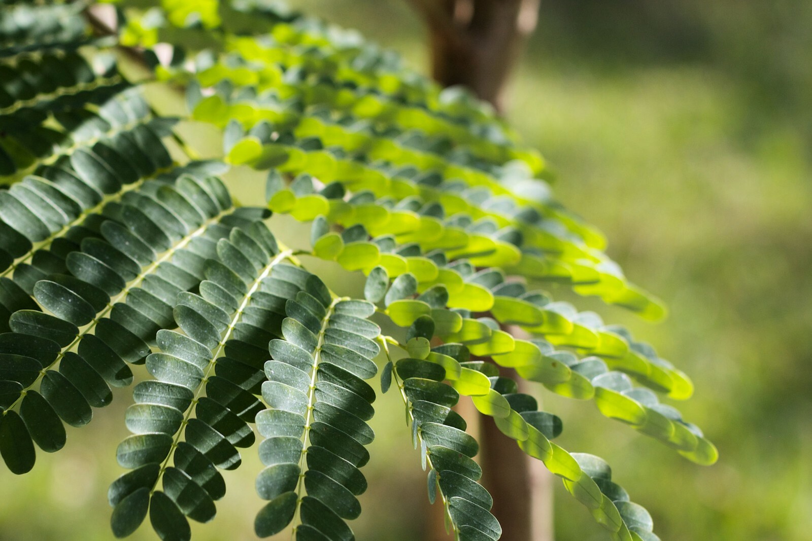 10 Seeds Enterolobium cyclocarpum Earpod tree Rare -Read Description