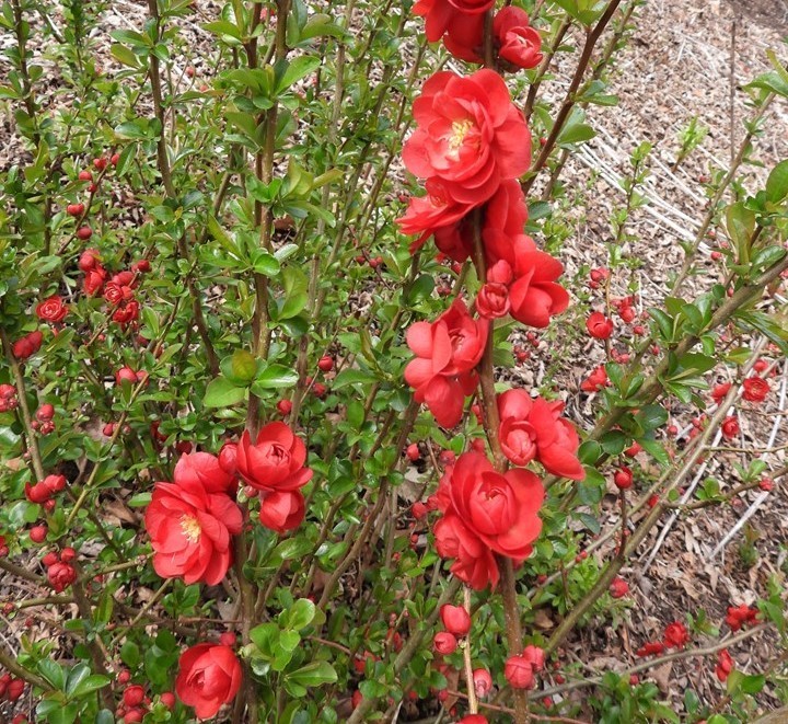Texas Scarlet Red Flowering Quince – Live Plant – 3 Gallon Pot