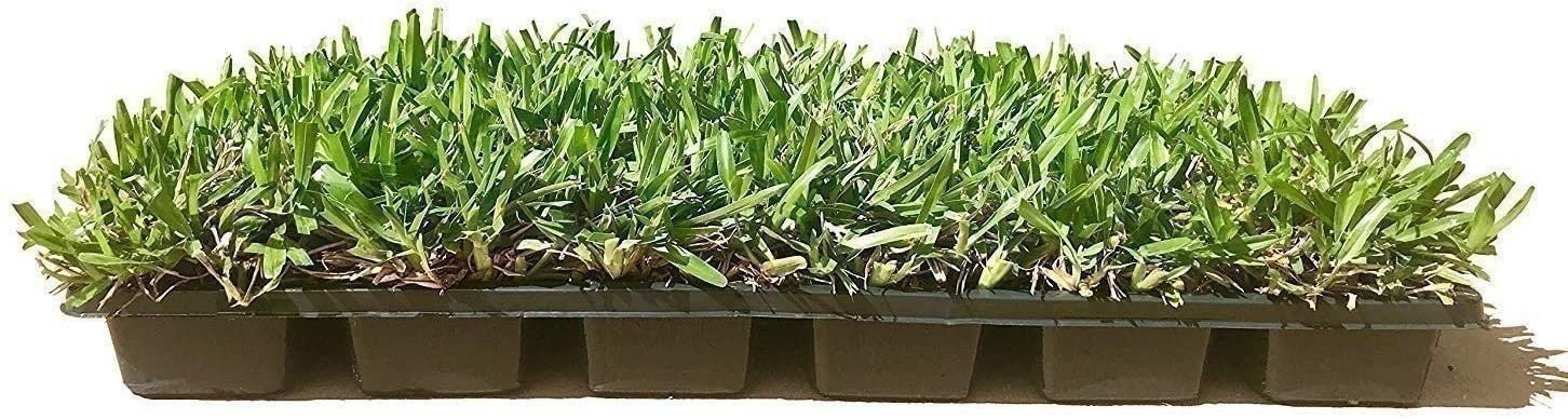 Seville | Sod Plugs | Stenotaphrum Secundatum | Low Maintenance | Hardy Lawn