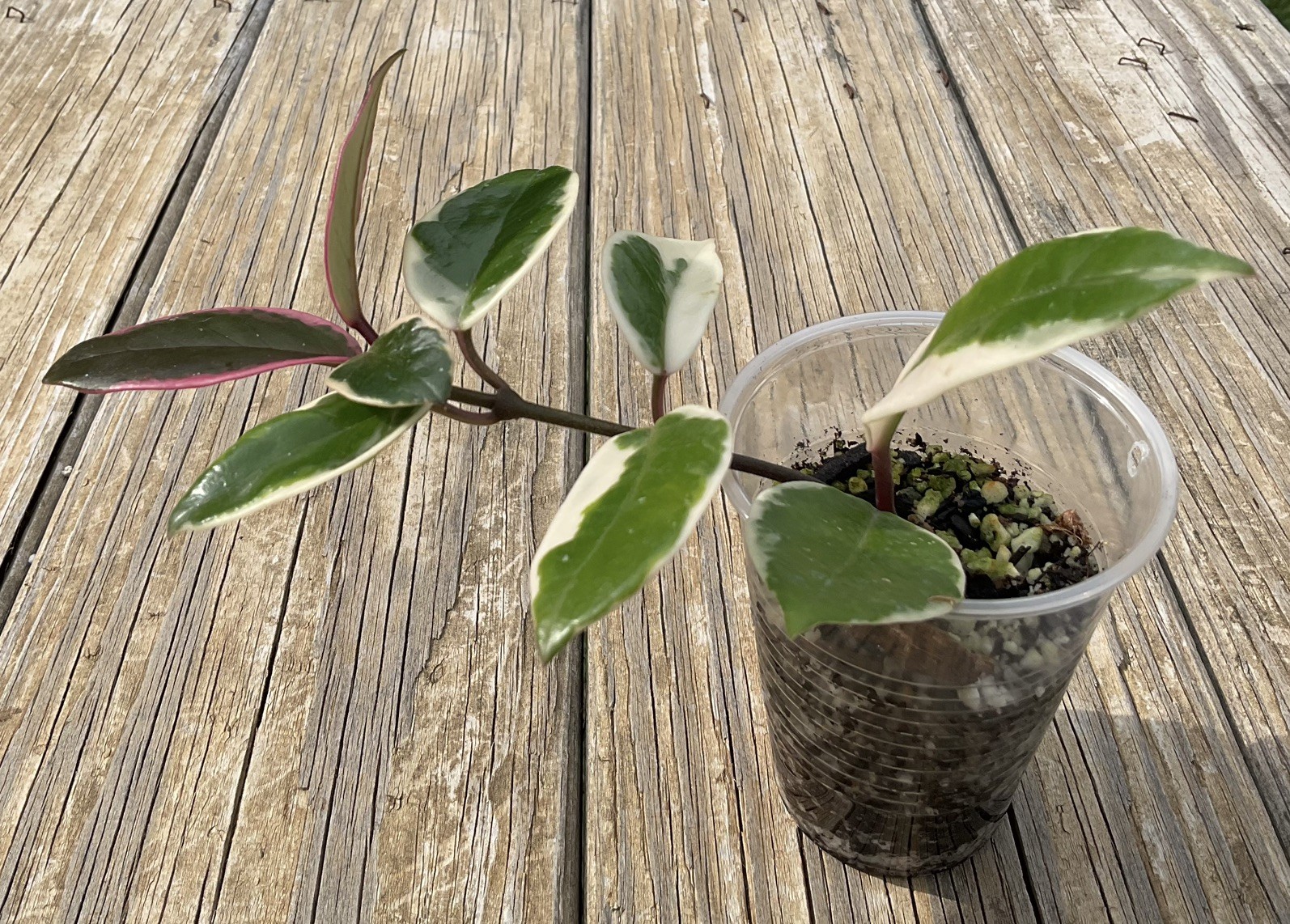 Hoya Flamingo Dream Plant In 3” Pot