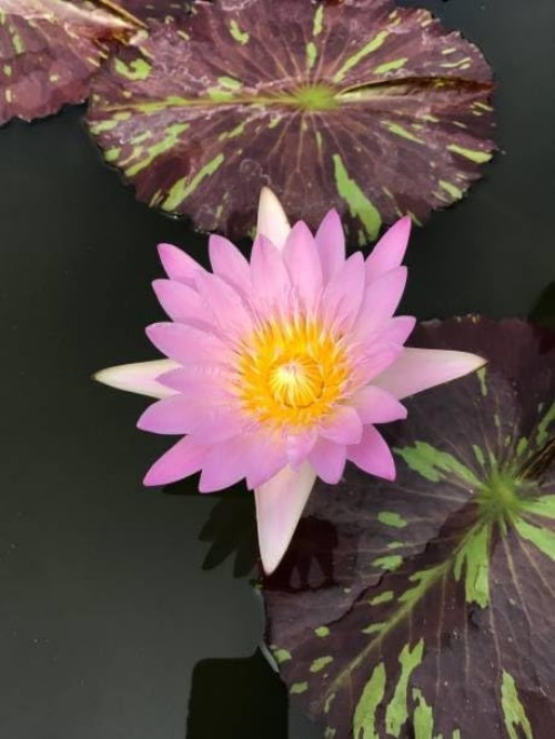 High Germination Mini Lotus Seeds – 160+ Non-GMO Aquatic Plants for All Spaces