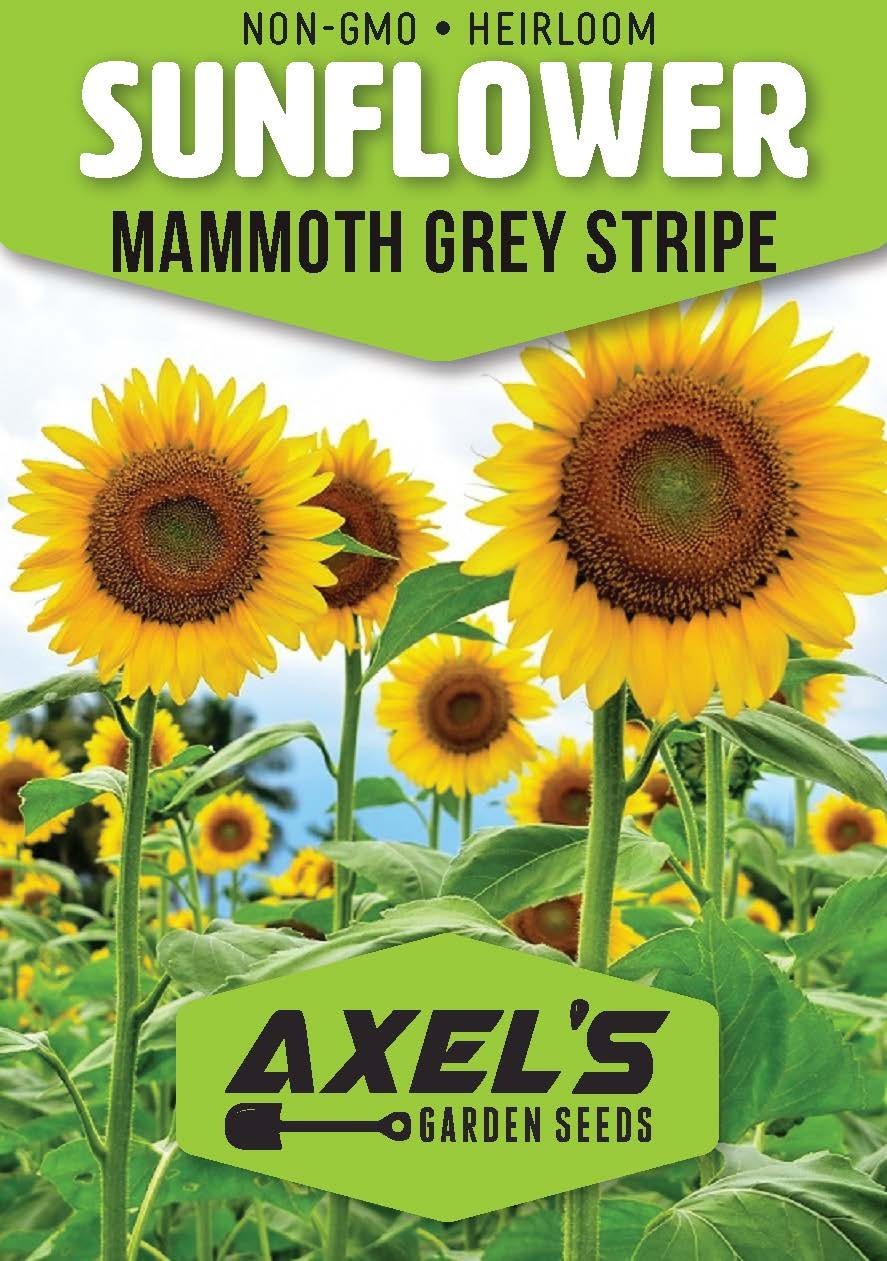 Giant Sunflower Seeds for Planting – Heirloom & Non-GMO – Mammoth Seeds