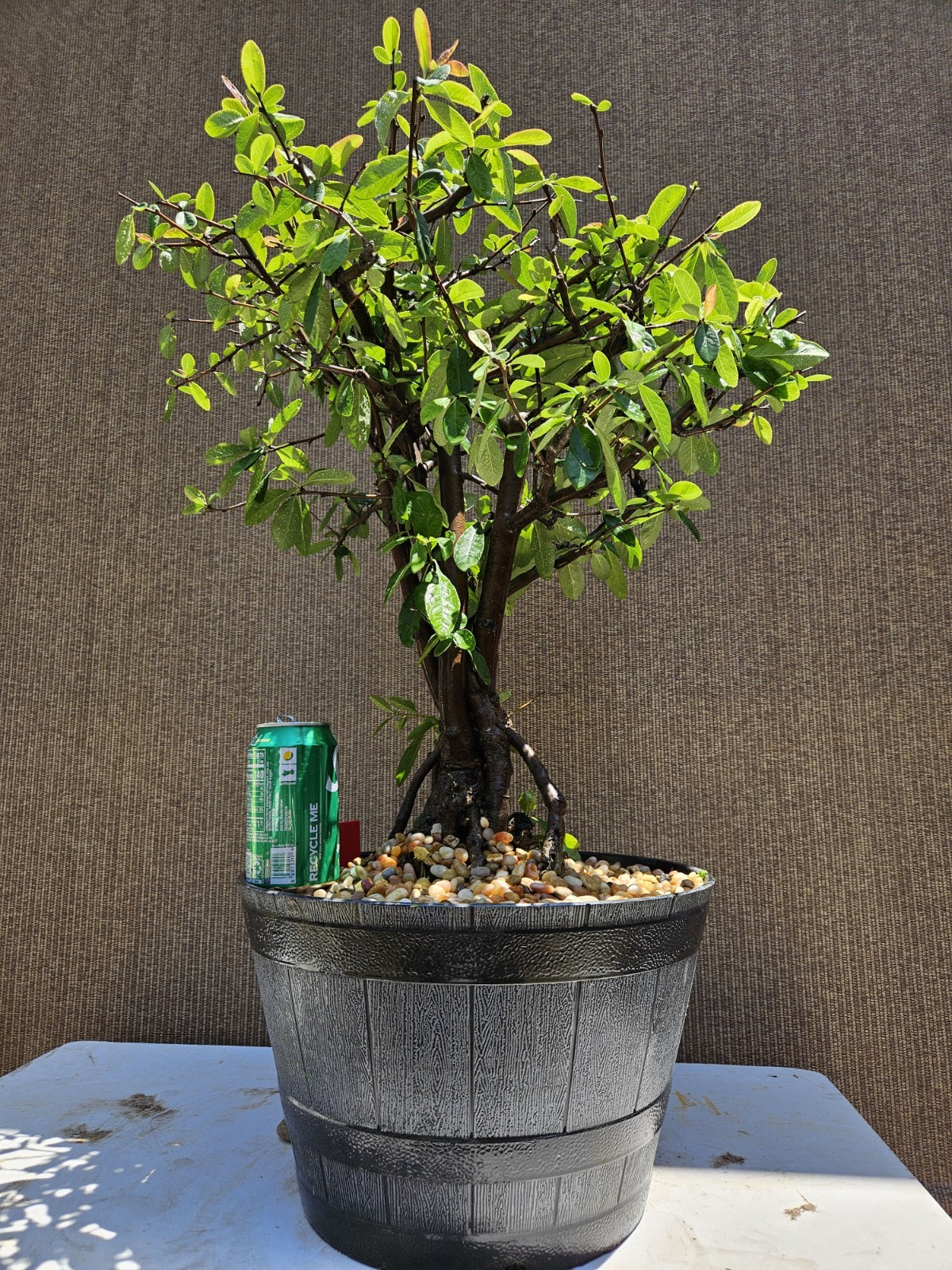 Old Japanese Flowering Quince ( Toyo- Nishiki -Quince ) Bonsai Tree,,, SALE