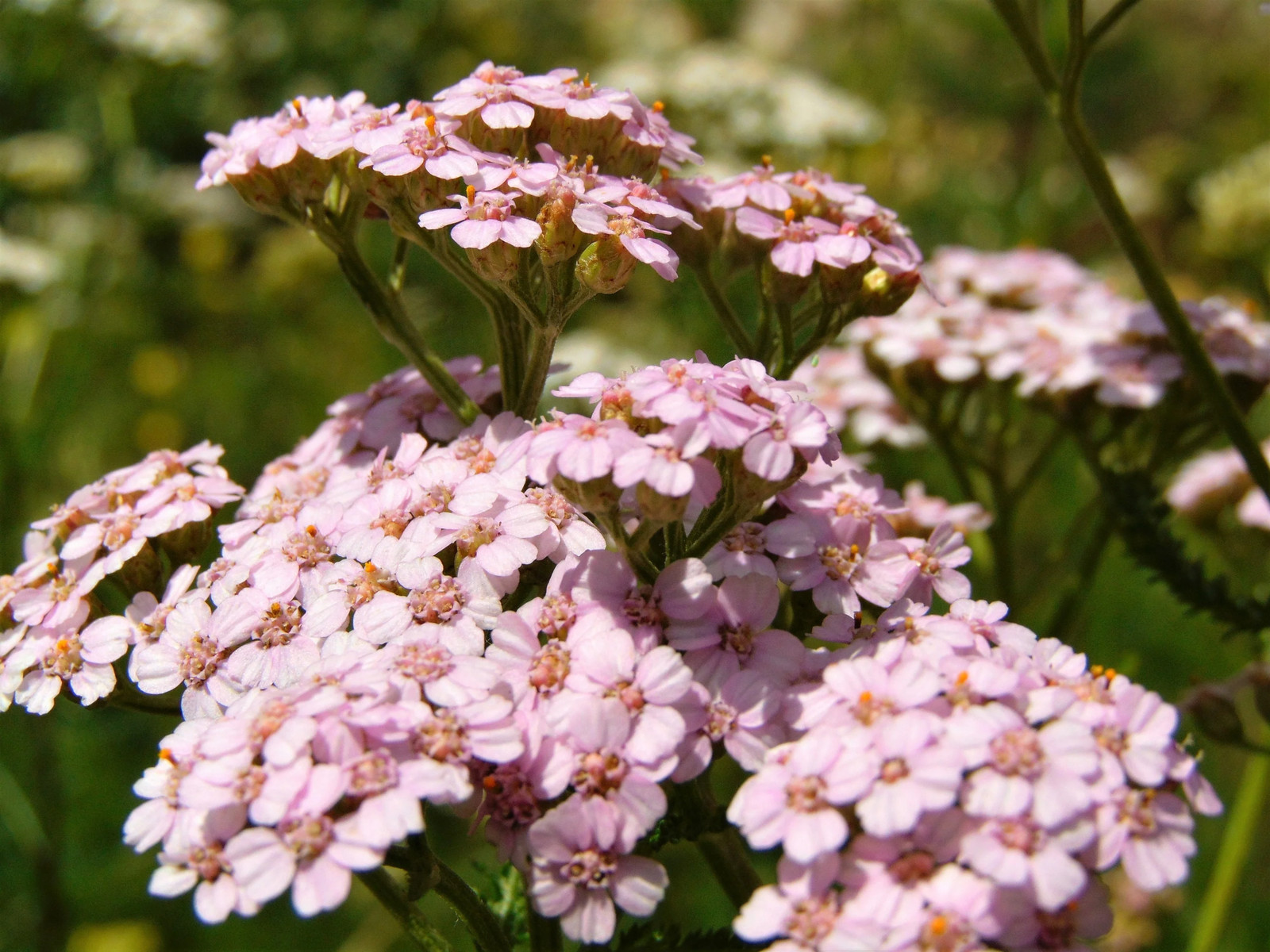 50 LOVE PARADE YARROW Achillea Sibirica Camtschatica Pale Pink Flower Seeds