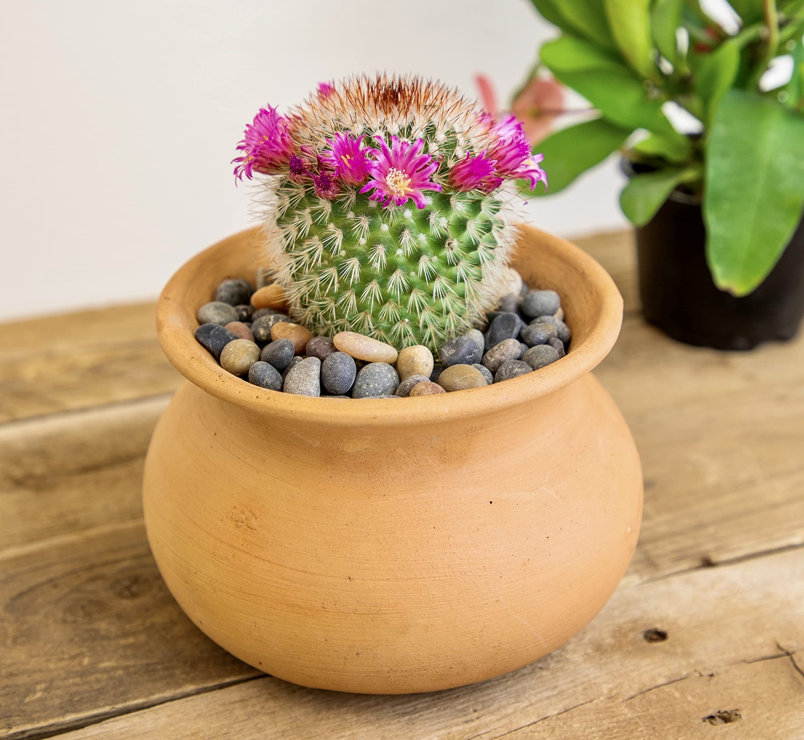 Assorted Live Cactus Plants 4PK for Home Decor and Succulent Gardening