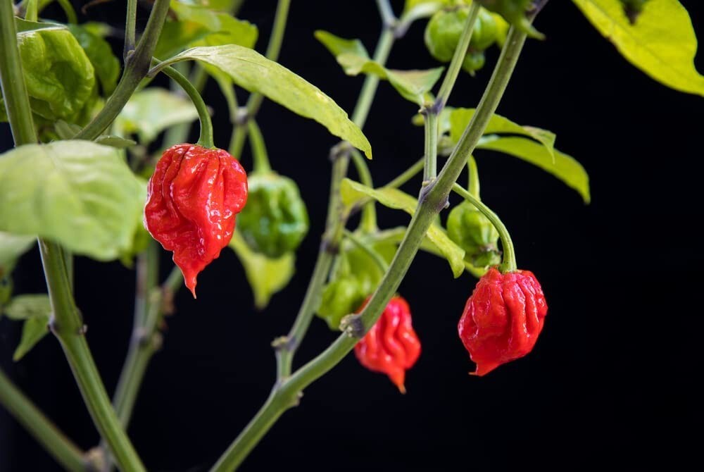 10 Carolina Reaper Pepper Seeds to Plant Worlds Hottest Peppers