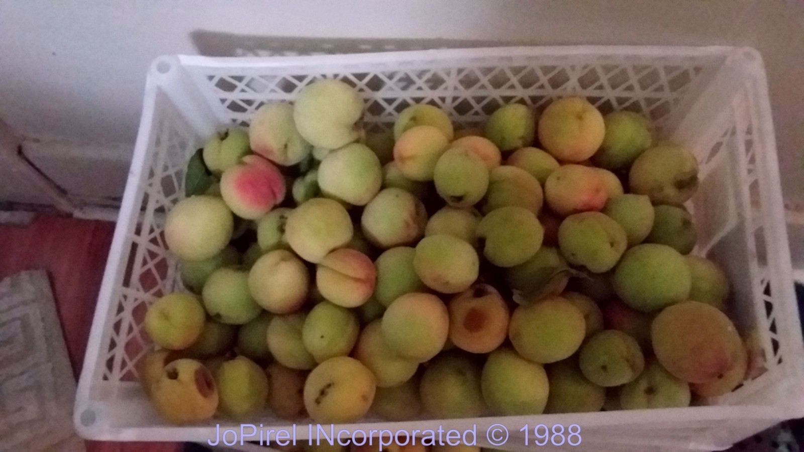 (5) Seeds from Live 15ft Elberta Peach Tree harvest 08/2025 save $$$ no tracking