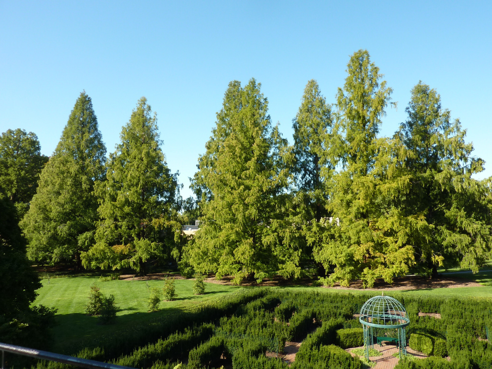 Dawn Redwood | Lot of 30 Tree Seedlings | The Jonsteen Company