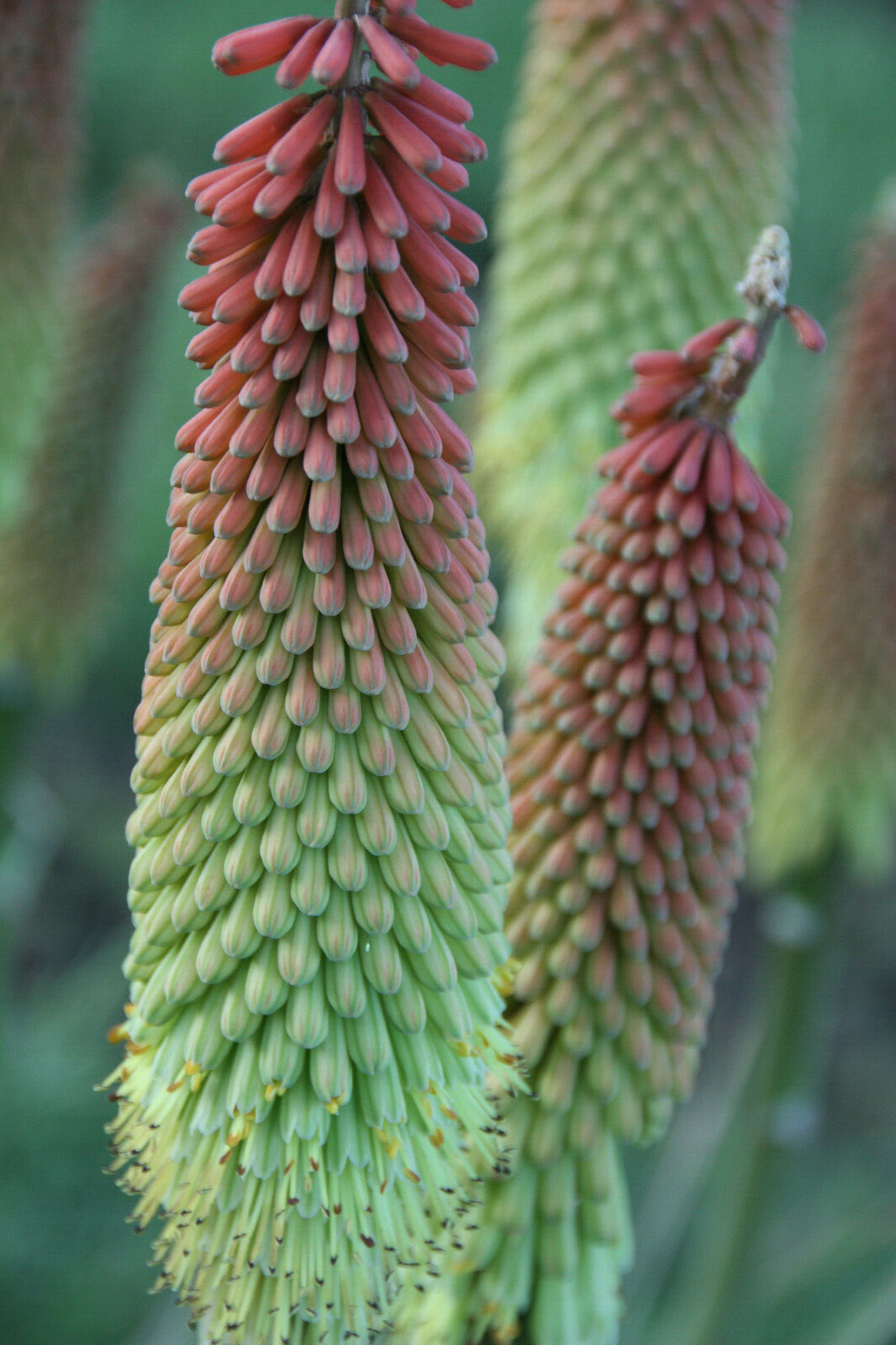Fresh Flower Bulb(s) – Kniphofia ensifolia – 1 Plant