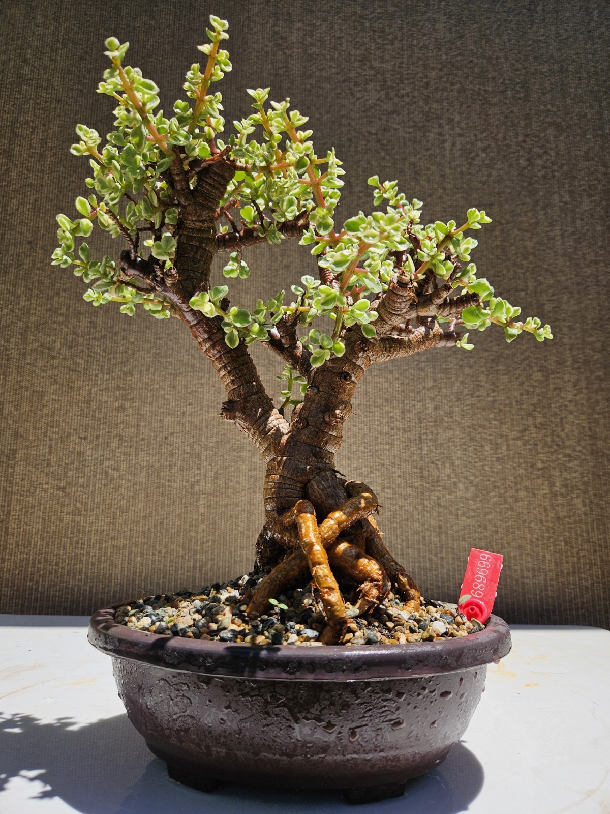 Old Rainbow bush Bonsai Tree,,, SALE