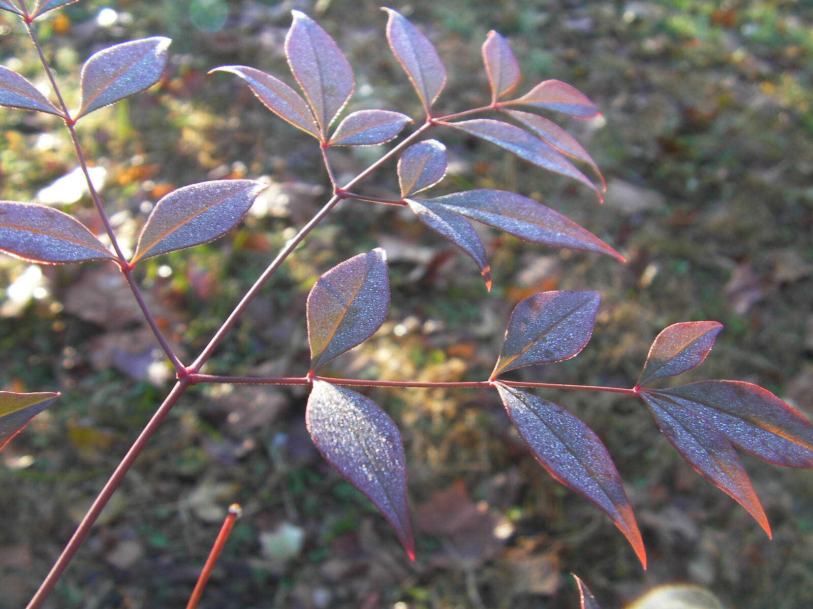 4 seedlings evergreen Nandina Heavenly bamboo hardy ornamental plant bush shrub