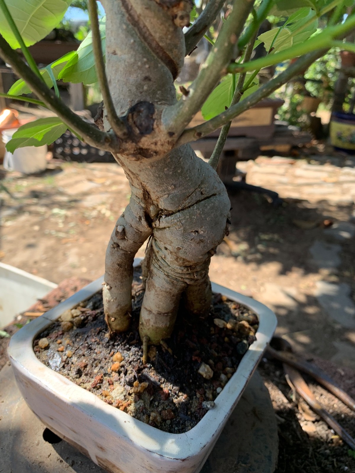 This is 14 yrs old Fraxinus velutina, the velvet ash, Arizona ash or Modesto ash