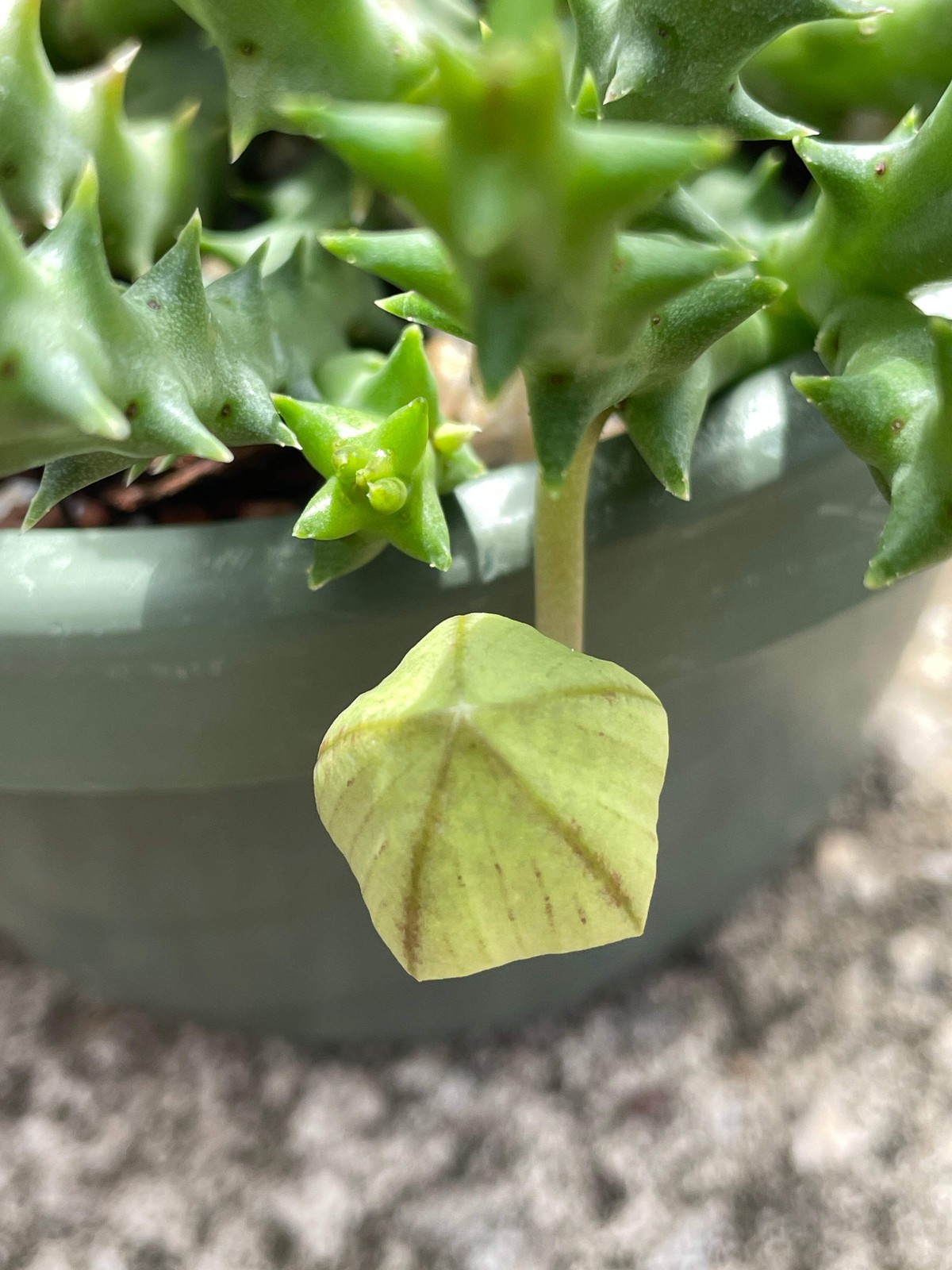 Orbea Halipedicola Yellow Flower Form Well-Rooted in 3.5″ Pot