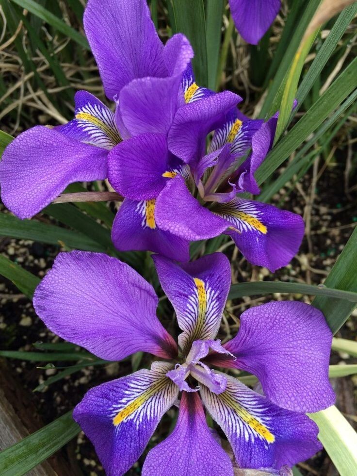 Wild Iris Bare-root (Iris cristata – Dwarf Crested Iris)