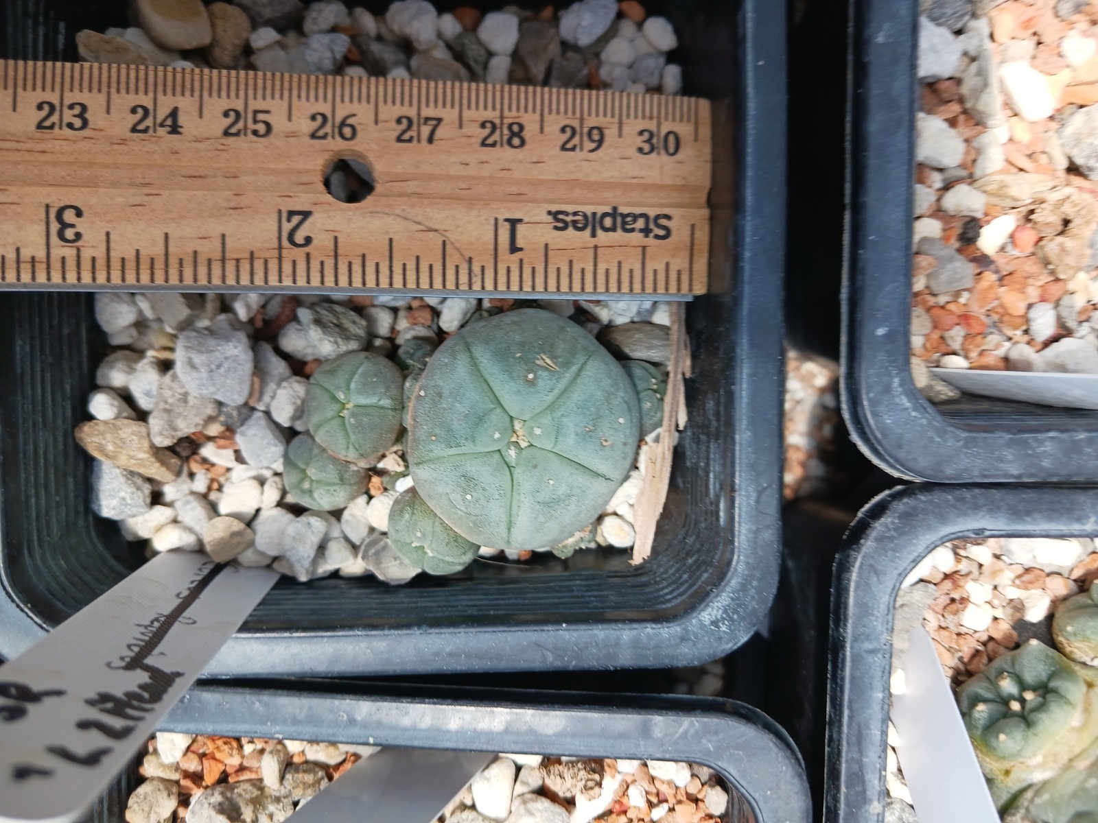 Astrophytum Aztekium Caespitosa Cactus self fertile seed grown 2in
