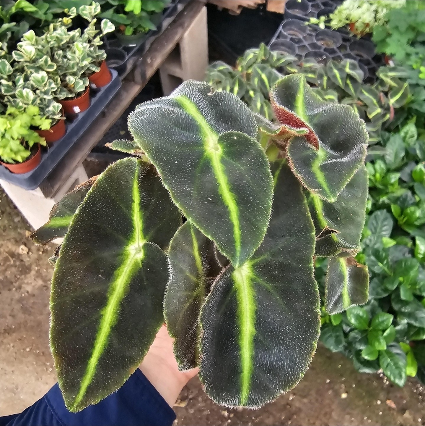 Striped Begonia | Begonia listada | Rare Begonia | 4in pot