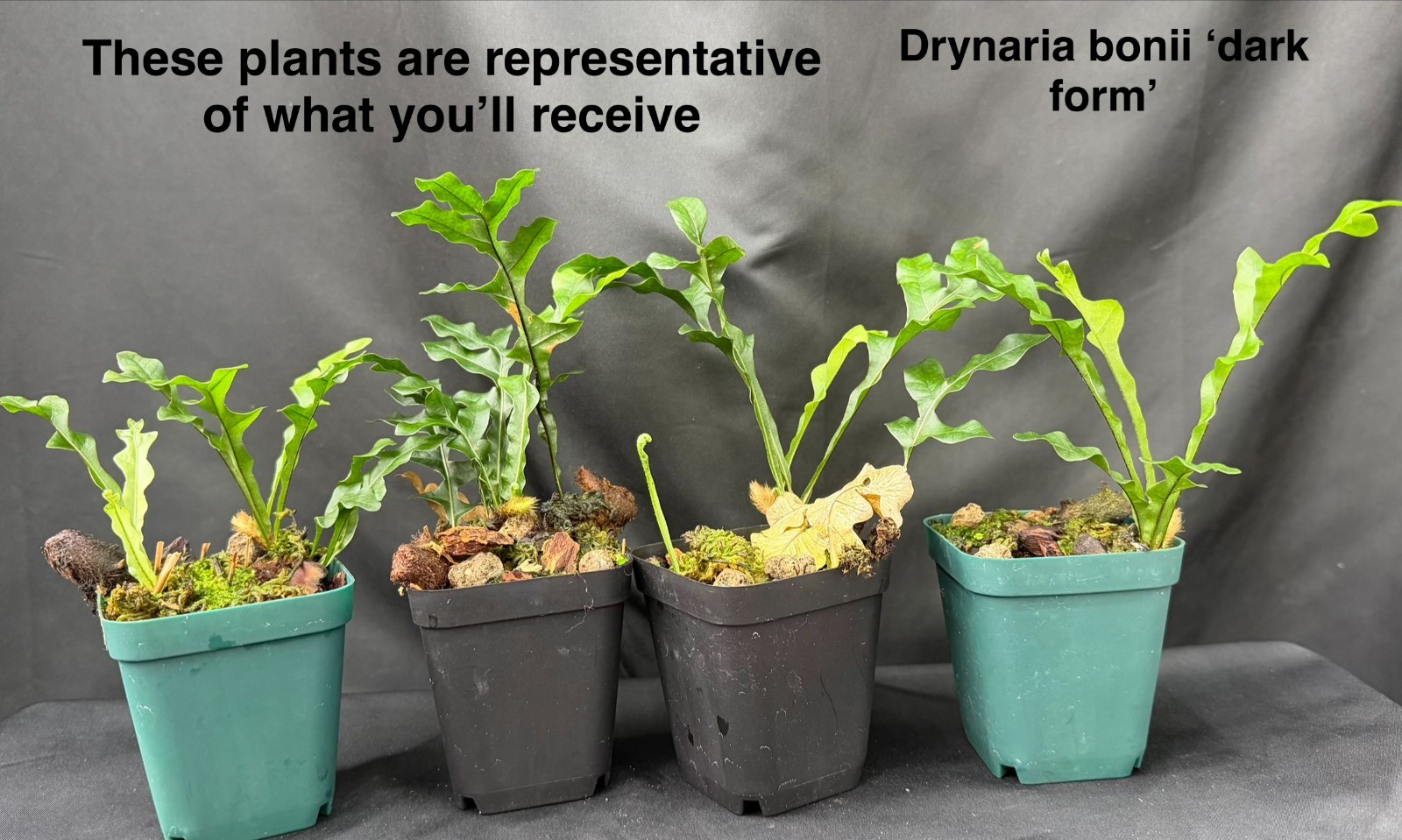 DRYNARIA BONII ‘dark form’ Rare Tropical Fern PLANT not Staghorn Platycerium