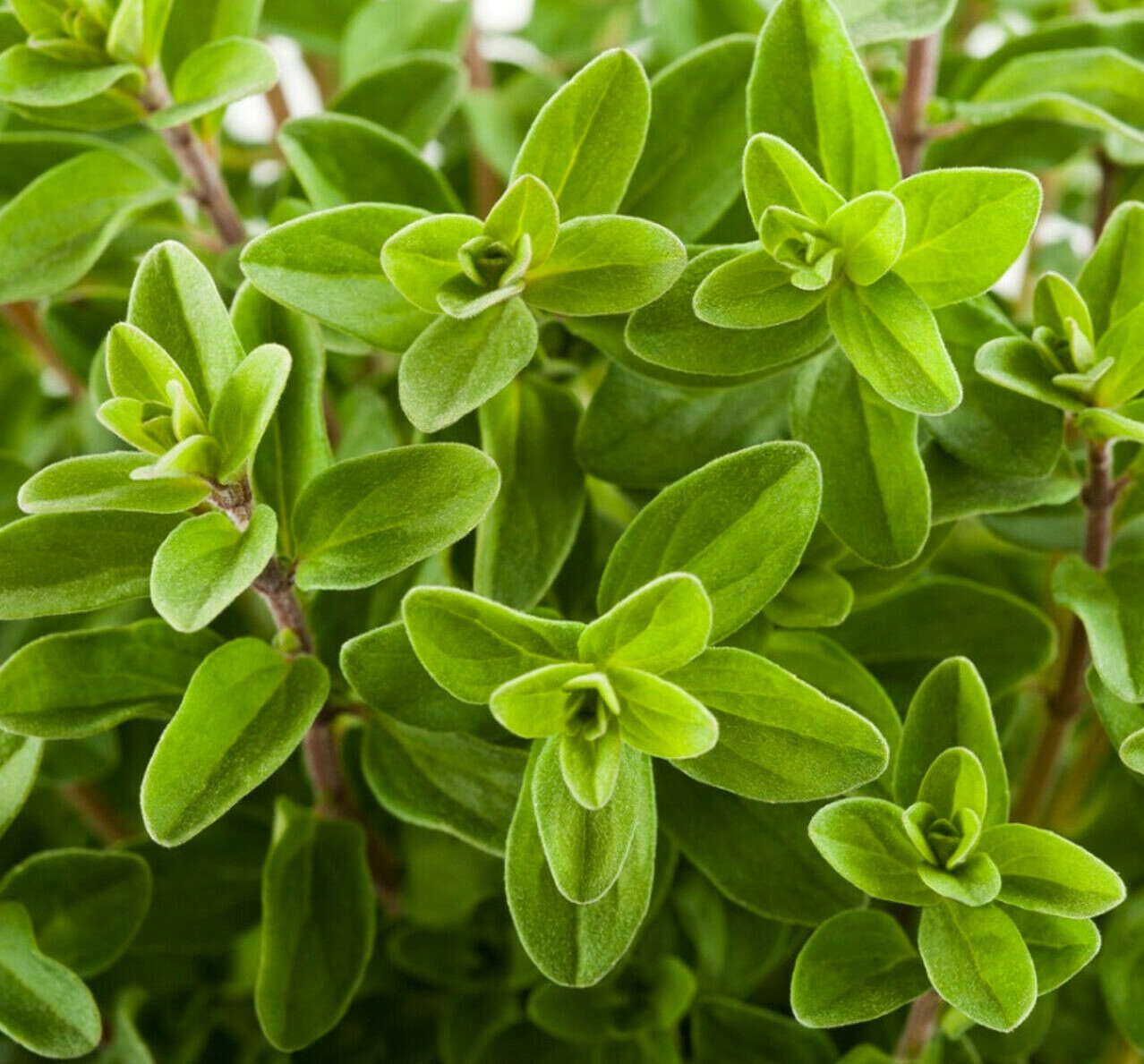 Sweet Marjoram Seeds | Vegetable Herb Garden Plant Leaf Oregano Thyme Seed 2024