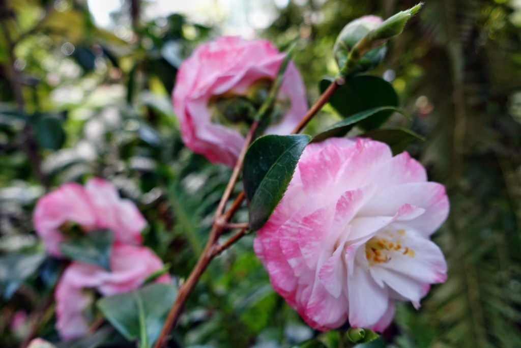 ( 1 )- Grace Albritton Camellia Japonica – Starter Plant ( 4L ) ( 1 live plant )