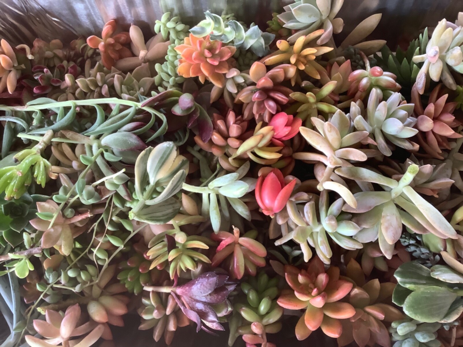 10 unrooted Colorful Succulent Cuttings (10 different varieties)