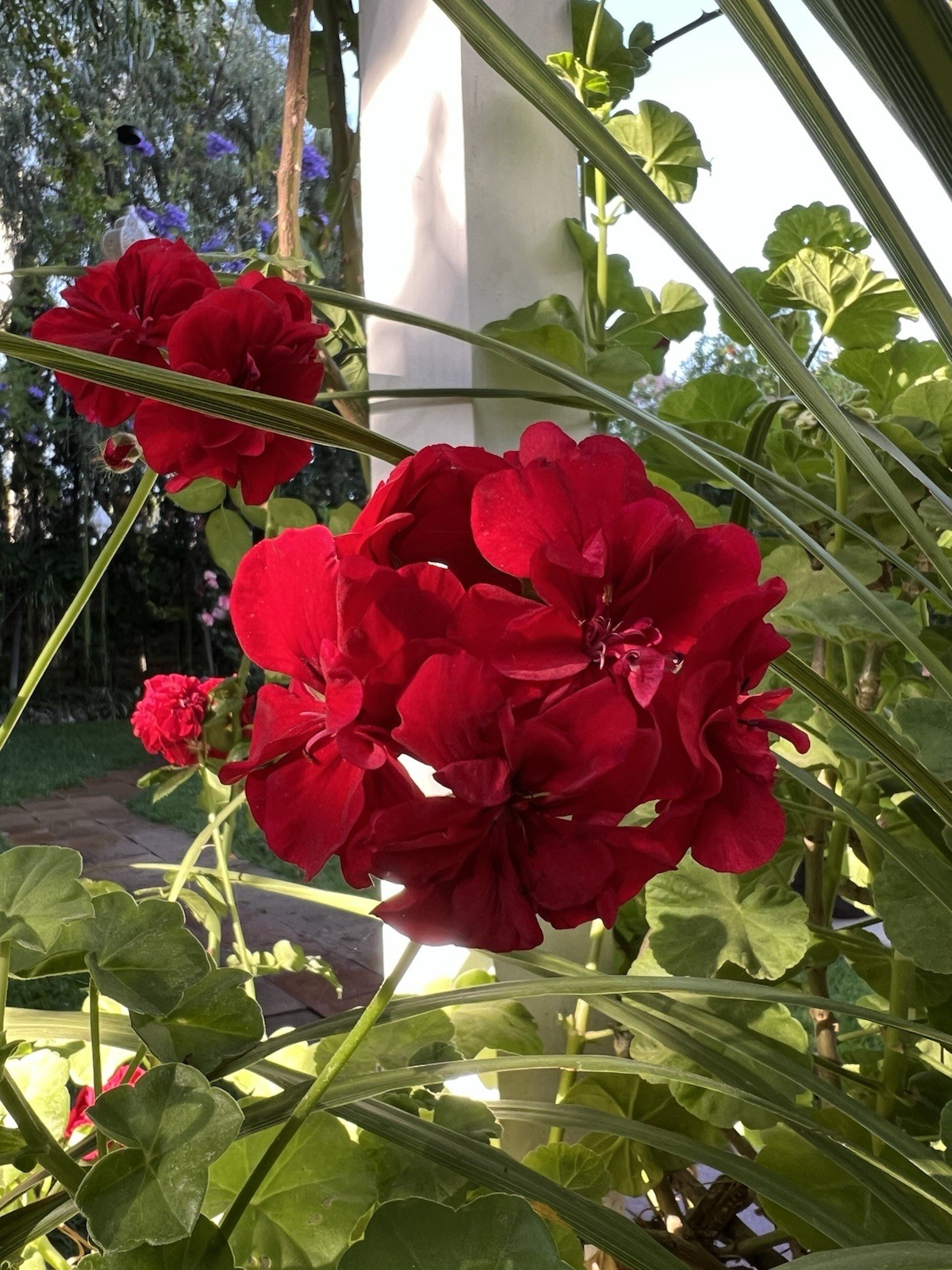 5 Cuttings True Red Ivy ‘Geranium’ Pelargonium 6″