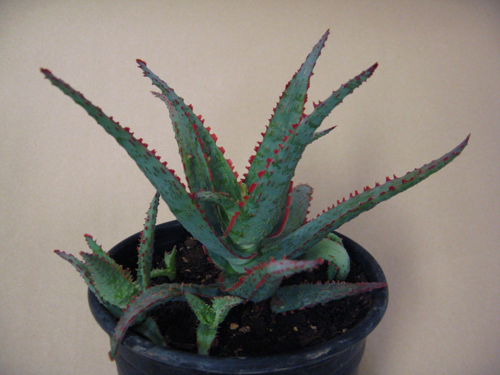 Aloe “Dracula’s Blood” Hybrid — Rare Succulent With 4 Offsets SUMMER SALE!!