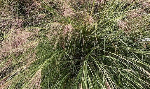 Muhlenbergia reverchonii Rosy 1,000 seeds
