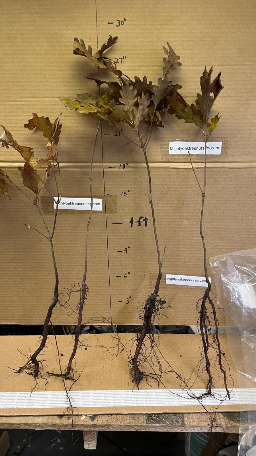 6 Plants Quercus robur Fastigiata , Columnar English Oak, 1 year old