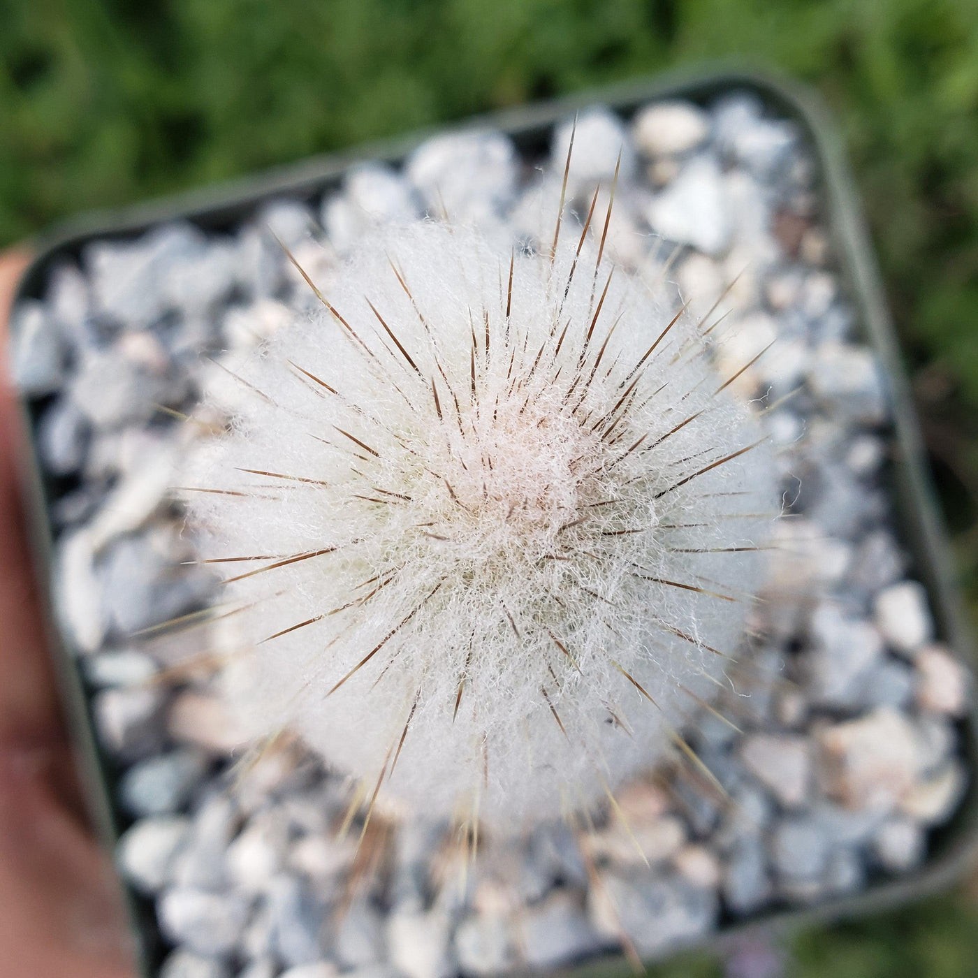 Espostoa Churinensis 8 Seeds Free Shipping!