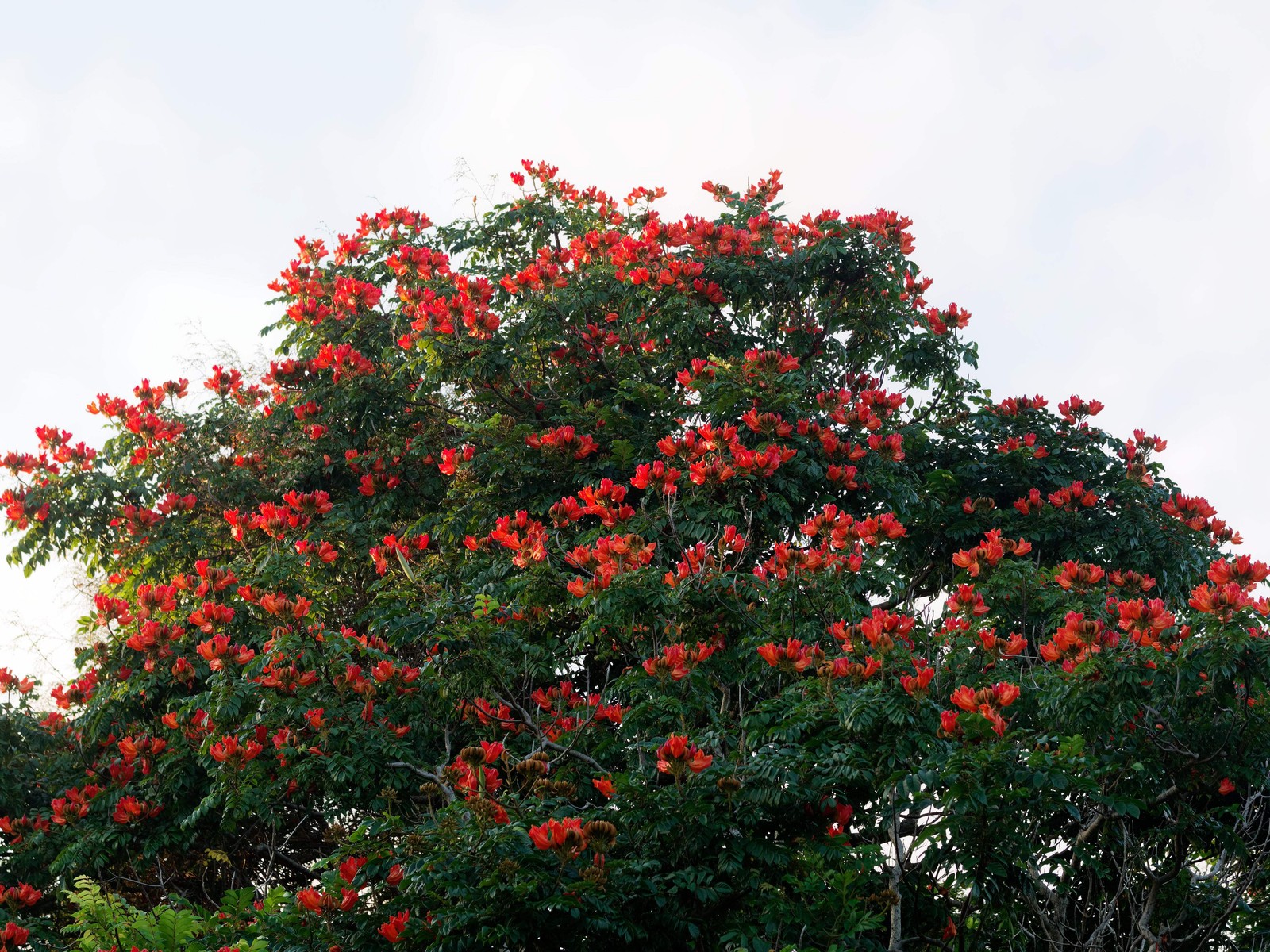 15 Red AFRICAN TULIP TREE Fire Tree Flame of Forest Spathodea Campanulata Seeds