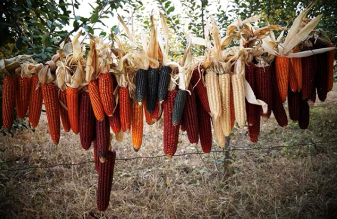 25 China Rainbow sticky waxy high glutinous Asian Corn imported seeds non-GMO