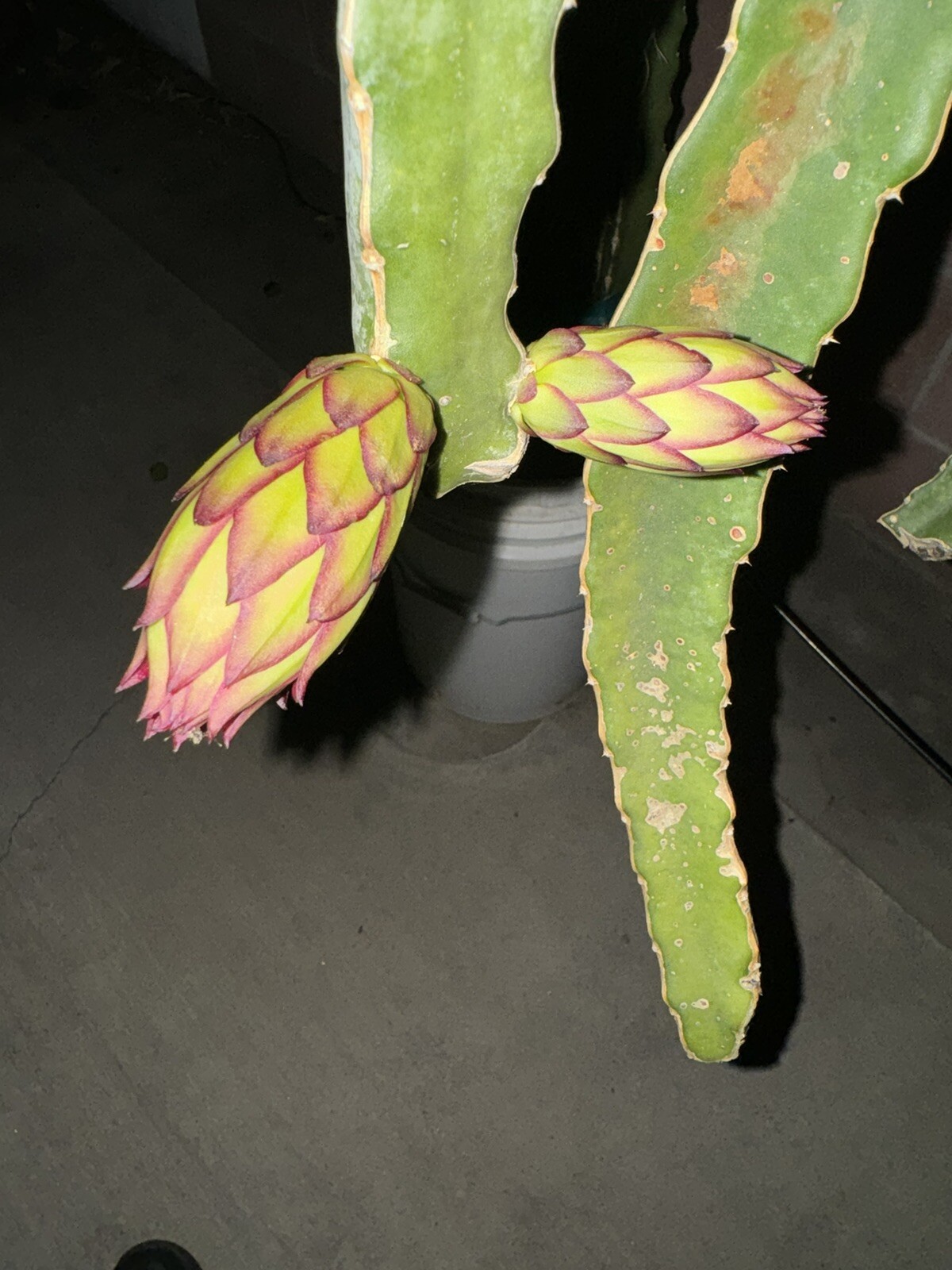 3 DRAGON FRUIT CUTTINGS 8-14 Inches check the description