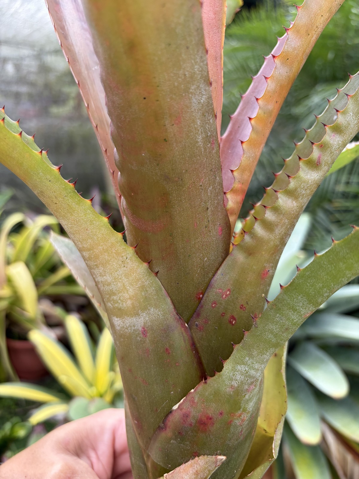 Bromeliad Sale! xNeorockia ‘Susana’