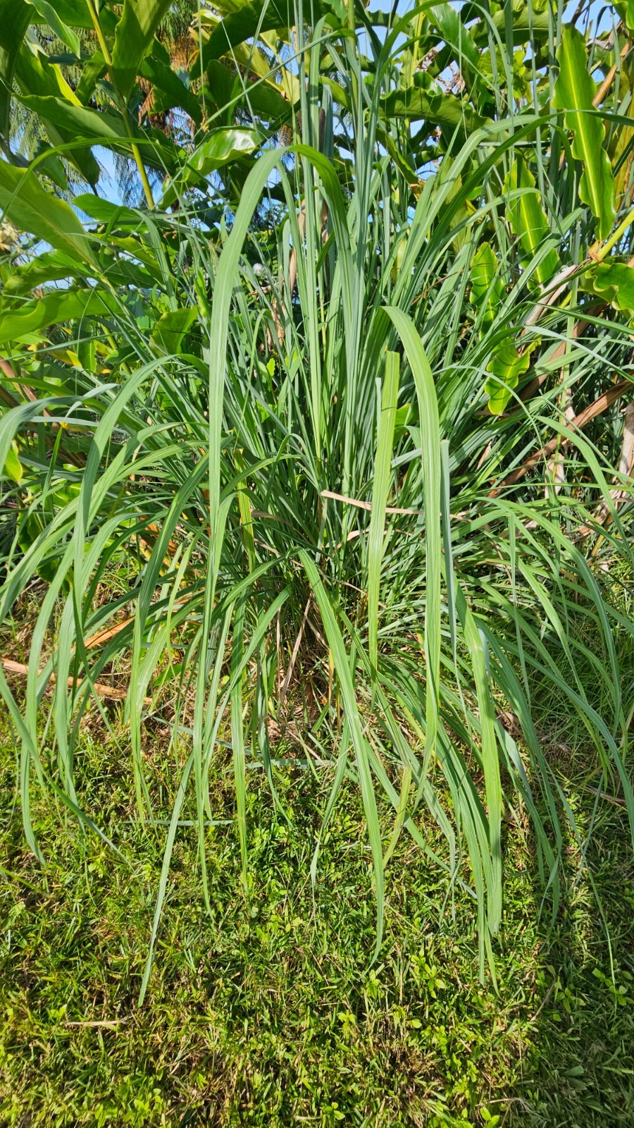 10 Lemongrass Stalks plugs, Cymbopogon Plant , natural herb that repels bugs!
