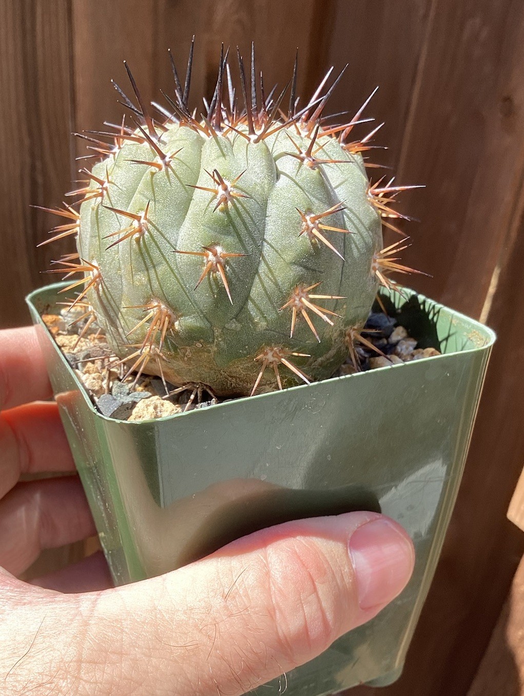 Beautiful Copiapoa Cinerea -Blk Spines- RARE! (Own Roots) -Sold Potted