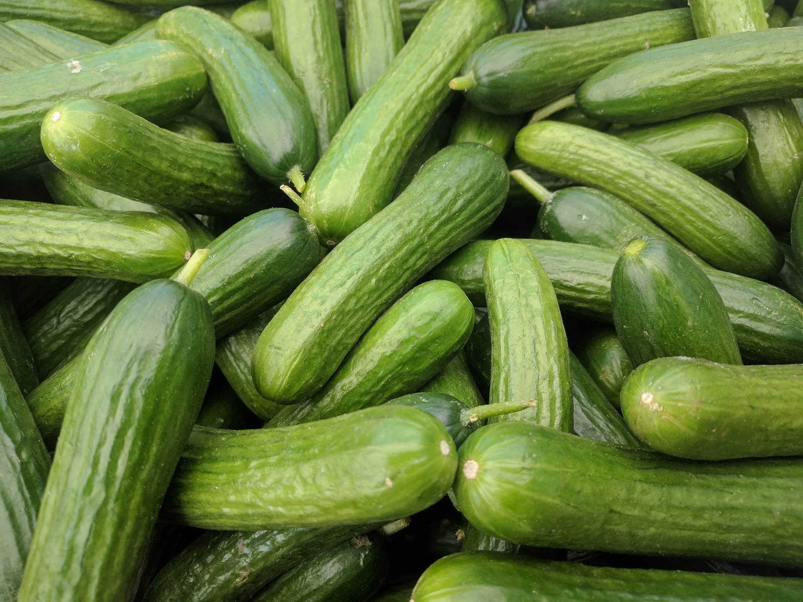 Diva Seedless Persian Cucumber Seeds – For 2026 Planting AAS Winner Thin-Skinned