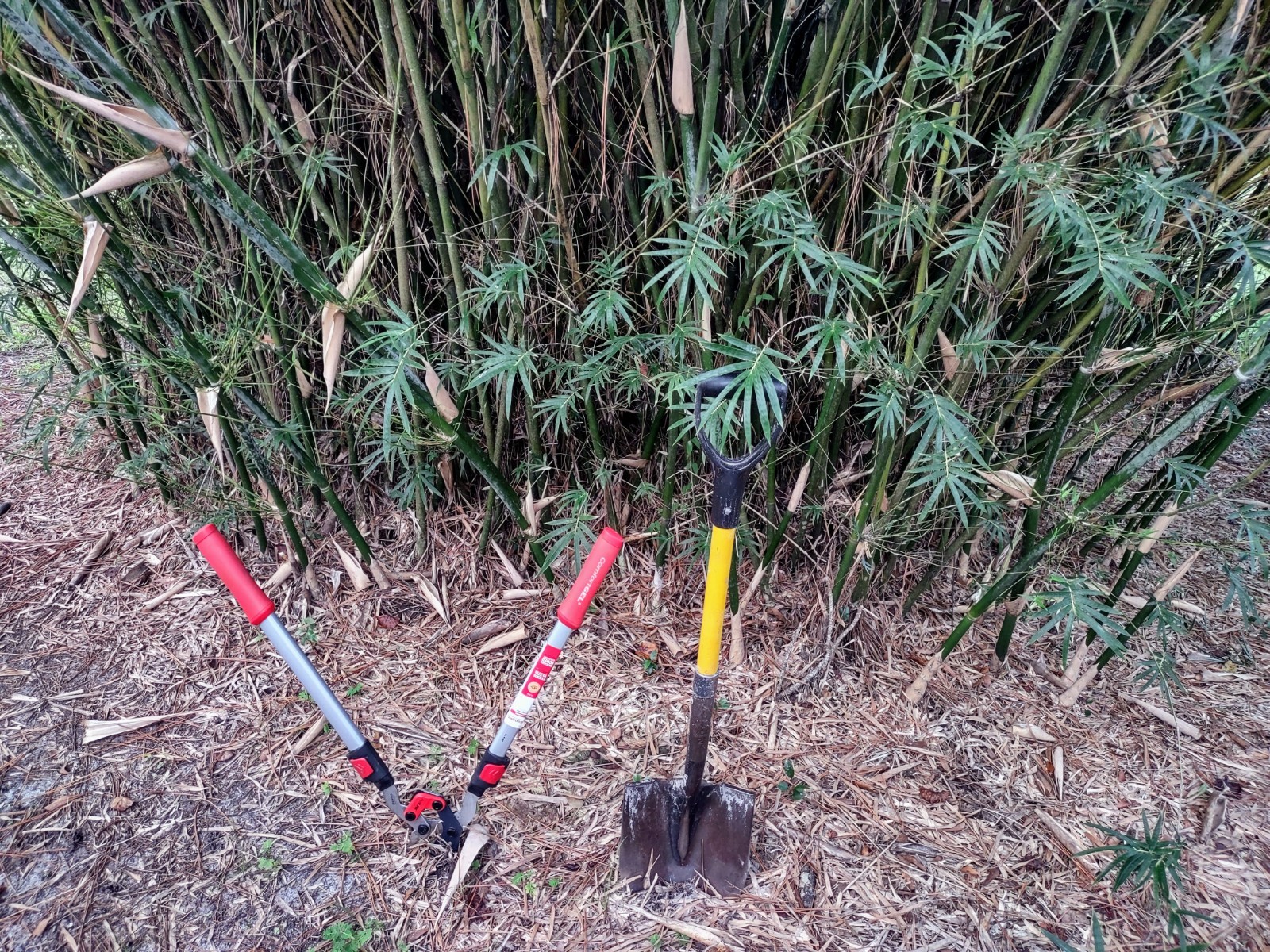 Bambusa multiplex – Green Hedge Clumping Bamboo – Start, One Rooted Cutting